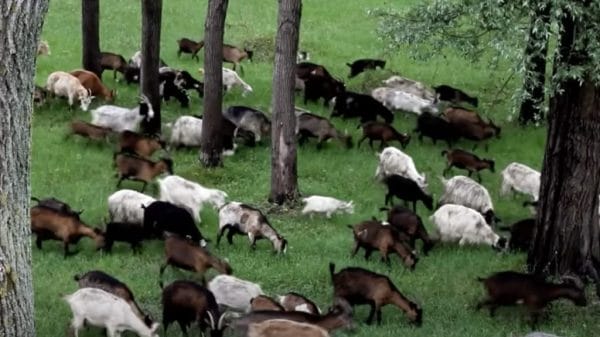 Herd of goats in Alicudi